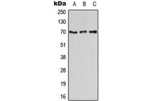 Western blot analysis of CD58 expression in HEK293T (A), Raw264. (CD58 Antikörper  (Center))