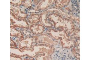 Figure. (Caspase 3 Antikörper  (AA 29-175))