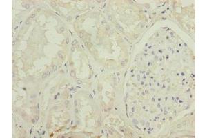Immunohistochemistry of paraffin-embedded human kidney tissue using ABIN7154554 at dilution of 1:100