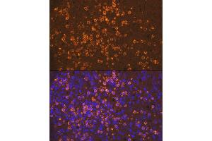 Immunofluorescence analysis of human spleen using Neutrophil Elastase (ELANE) Rabbit mAb (ABIN7266912) at dilution of 1:100 (40x lens). (ELANE Antikörper)