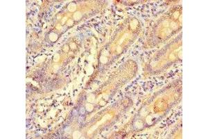 Immunohistochemistry of paraffin-embedded human small intestine tissue using ABIN7154573 at dilution of 1:100 (GCHFR Antikörper  (AA 11-55))