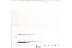 Image no. 1 for anti-Interleukin 9 (IL9) antibody (ABIN465895) (IL-9 Antikörper)