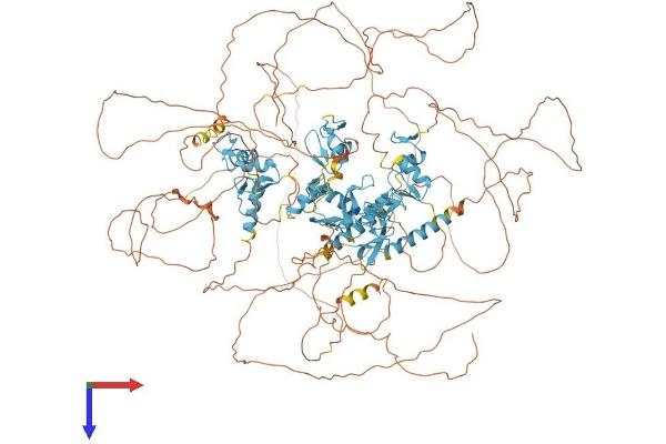 PRDM16 Protein (AA 1-1276) (His tag)