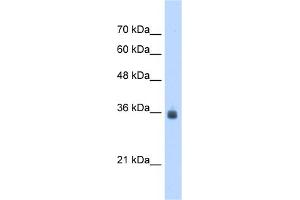 WB Suggested Anti-SDF4 Antibody Titration:  2.
