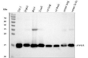 Western blot analysis of Cyclophilin A using anti-Cyclophilin A antibody (ABIN5518864).