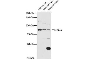 Western blot analysis of extracts of various cell lines, using MRE11 antibody (ABIN3016249, ABIN3016250, ABIN3016251 and ABIN6219660) at 1:1000 dilution. (Mre11 Antikörper  (AA 1-205))