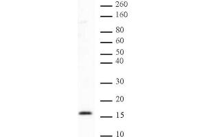Histone H2B dimethyl Lys46 pAb tested by Western blot. (Histone H2B Antikörper  (2meLys46))