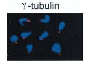 Immunofluorescence (IF) image for anti-Tubulin, gamma 1 (TUBG1) (C-Term) antibody (ABIN2451983) (TUBG1 Antikörper  (C-Term))