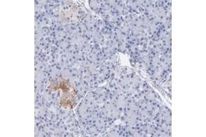 Immunohistochemical staining (Formalin-fixed paraffin-embedded sections) of human pancreas with PCSK1N polyclonal antibody  shows cytoplasmic positivity in endocrine cells at 1:20-1:50 dilution. (PCSK1N Antikörper)