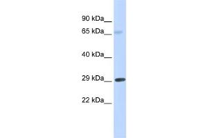 WB Suggested Anti-FCER1A Antibody Titration:  0. (Fc epsilon RI/FCER1A Antikörper  (Middle Region))