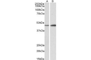 ABIN625831 (0. (NDRG2 Antikörper  (N-Term))