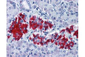 Anti-GNAI1 antibody IHC of human pancreas.