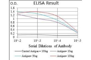 Black line: Control Antigen (100 ng), Purple line: Antigen(10 ng), Blue line: Antigen (50 ng), Red line: Antigen (100 ng), (FLT3 Antikörper  (AA 930-991))