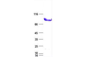 Western Blotting (WB) image for Dual-Specificity tyrosine-(Y)-phosphorylation Regulated Kinase 1A (DYRK1A) protein (DYKDDDDK Tag) (ABIN2719885)
