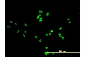 Immunofluorescence of purified MaxPab antibody to DDX47 on HeLa cell. (DDX47 Antikörper  (AA 1-455))