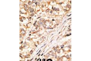 Immunohistochemistry (IHC) image for anti-Gap Junction Protein, delta 2, 36kDa (GJD2) (AA 291-321), (C-Term) antibody (ABIN5534075)