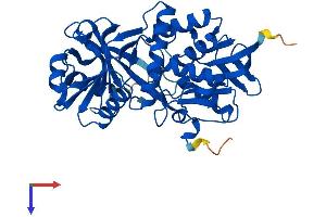 PIPOX Protein (AA 1-390) (His tag)