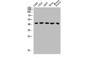 Western Blot analysis of L929 COLO 293T HELA MOUSE-brain cells using GHRH-R Polyclonal Antibody (GHRHR Antikörper  (C-Term))