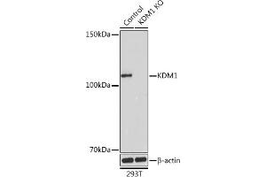 Western blot analysis of extracts from normal (control) and KDM1 Rabbit pAb knockout (KO) 293T cells, using KDM1 Rabbit pAb antibody (ABIN7268323) at 1:1000 dilution. (LSD1 Antikörper  (AA 130-380))