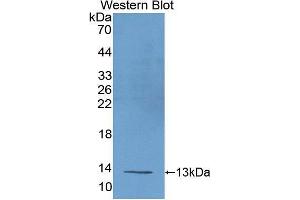 Western blot analysis of recombinant Mouse UCP1. (UCP1 Antikörper  (AA 179-296))