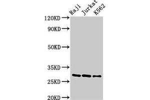 Western Blot Positive WB detected in: Raji whole cell lysate, Jurkat whole cell lysate, K562 whole cell lysate All lanes: Gzma antibody at 3 μg/mL Secondary Goat polyclonal to rabbit IgG at 1/50000 dilution Predicted band size: 29 kDa Observed band size: 29 kDa (GZMA Antikörper  (AA 29-260))
