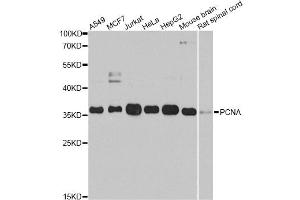 Western blot analysis of extracts of various cell lines, using PCNA antibody (ABIN1874056) at 1:1000 dilution. (PCNA Antikörper)