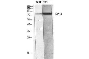 Western Blot (WB) analysis of 293T 3T3 lysis using DPP4 antibody. (DPP4 Antikörper)