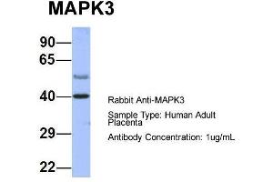 Host: Rabbit  Target Name: MAPK3  Sample Tissue: Human Adult Placenta  Antibody Dilution: 1. (ERK1 Antikörper  (Middle Region))