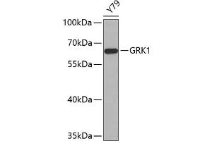 Western blot analysis of extracts of Y79 cells, using GRK1 antibody (ABIN6134352, ABIN6141414 and ABIN7101798). (GRK1 Antikörper  (AA 1-160))