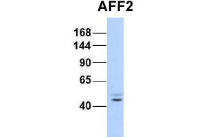 Host:  Rabbit  Target Name:  AFF2  Sample Type:  Human Fetal Brain  Antibody Dilution:  1.