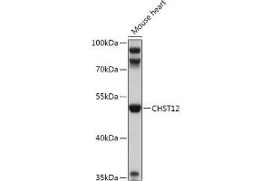 Western blot analysis of extracts of Mouse heart, using CHST12 antibody (ABIN7266065) at 1:1000 dilution.