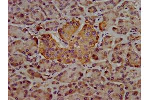 IHC image of ABIN7168912 diluted at 1:400 and staining in paraffin-embedded human pancreatic tissue performed on a Leica BondTM system. (Hepsin Antikörper  (AA 294-413))