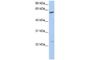 FAM3C antibody used at 1 ug/ml to detect target protein.