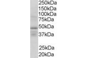 ABIN185297 (1µg/ml) staining of Human Brain lysate (35µg protein in RIPA buffer). (Retinoid X Receptor gamma Antikörper  (AA 213-226))