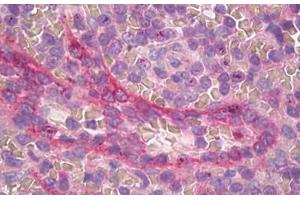 Image no. 2 for anti-Apelin Receptor (APLNR) (C-Term) antibody (ABIN1493132) (Apelin Receptor Antikörper  (C-Term))