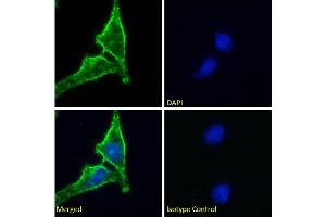 Immunofluorescence staining of fixed HeLa cells with anti-CD98 heavy chain antibody HBJ127. (Rekombinanter SLC3A2 Antikörper)