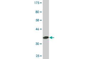 Western Blot detection against Immunogen (37. (PCTP Antikörper  (AA 106-214))