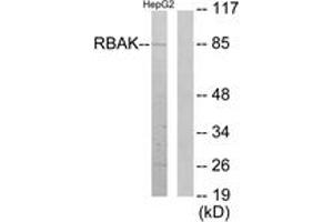 Western Blotting (WB) image for anti-RB-Associated KRAB Zinc Finger (RBAK) (AA 1-50) antibody (ABIN2889779) (RBAK Antikörper  (AA 1-50))