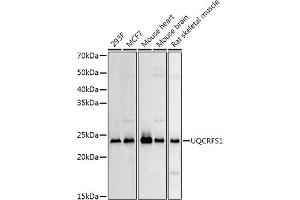 Western blot analysis of extracts of various cell lines, using UQCRFS1 Rabbit pAb antibody (ABIN6131106, ABIN6149963, ABIN6149965 and ABIN6222528) at 1:500 dilution.