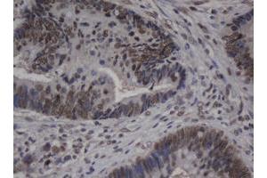 Image no. 1 for anti-Jun Proto-Oncogene (JUN) antibody (ABIN1498940) (C-JUN Antikörper)