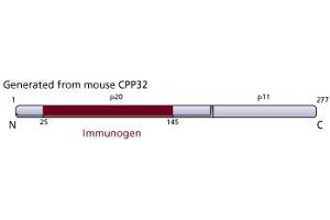 Image no. 3 for anti-Caspase 3 (CASP3) (AA 25-145) antibody (ABIN968342) (Caspase 3 Antikörper  (AA 25-145))