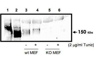 Western blot analysis using Eif2ak3 polyclonal antibody  to detect Eif2ak3 in cell lysates. (PERK Antikörper  (AA 601-1115))