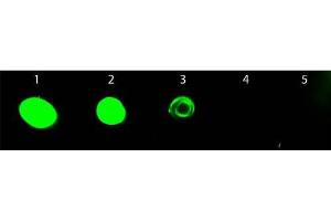 Dot Blot of Chicken anti-Rat IgG Antibody Fluorescein Conjugated. (Huhn anti-Ratte IgG (Heavy & Light Chain) Antikörper (FITC) - Preadsorbed)