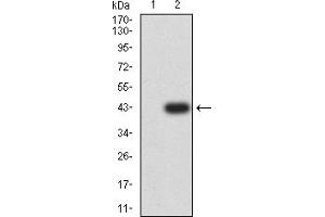 Western blot analysis using CEACAM3 mAb against HEK293-6e (1) and CEACAM3 (AA: 35-155)-hIgGFc transfected HEK293-6e (2) cell lysate.