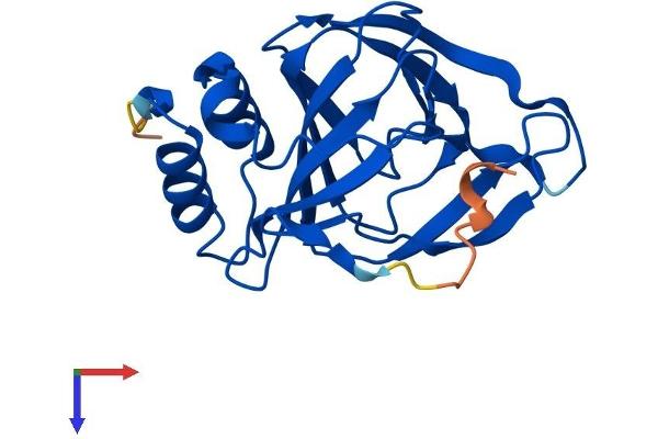 CDO1 Protein (AA 1-200) (His tag)