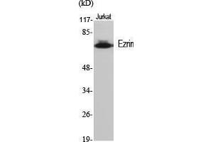Western Blot (WB) analysis of specific cells using Ezrin Polyclonal Antibody. (Ezrin Antikörper  (Tyr31))