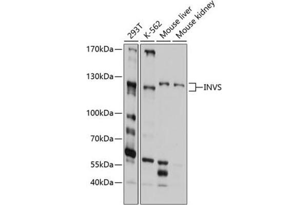 Inversin anticorps  (AA 1-90)