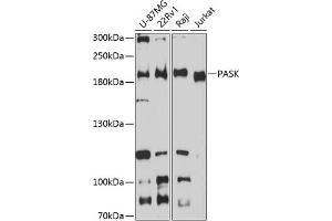 Western blot analysis of extracts of various cell lines, using PASK antibody (ABIN6128413, ABIN6145248, ABIN6145249 and ABIN6224850) at 1:3000 dilution. (PASK Antikörper  (AA 1194-1323))