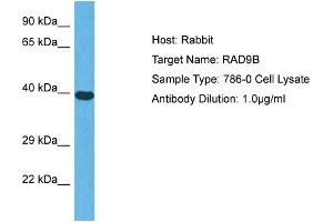 Host: Rabbit Target Name: RAD9B Sample Tissue: Human 786-0 Whole Cell Antibody Dilution: 1ug/ml (RAD9B Antikörper  (C-Term))