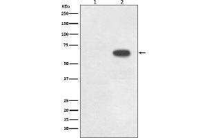 Western blot analysis of Phospho-Cdc6 (S54) expression in (1) Raji cell lysate, (2) Raji + FBS cell lysate.
